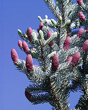 Picea pungens1.jpg