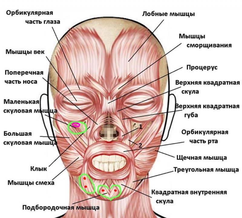 Структура лица. Части лица человека анатомия. Треугольная мышца лица. Мышцы нижней части лица.